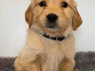 Golden Retriever dogs - Advert 3