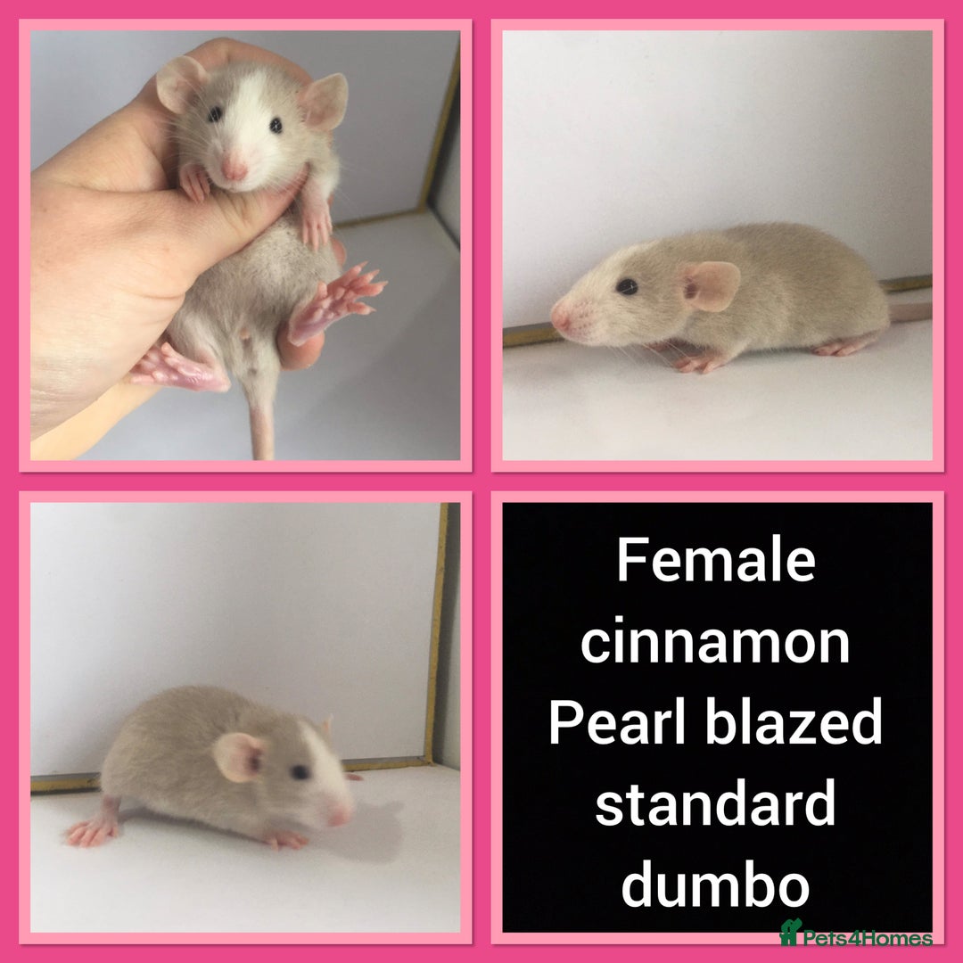 Rat rodents for sale: Adorable Dumbo Baby Rats ❤️ - Image 35