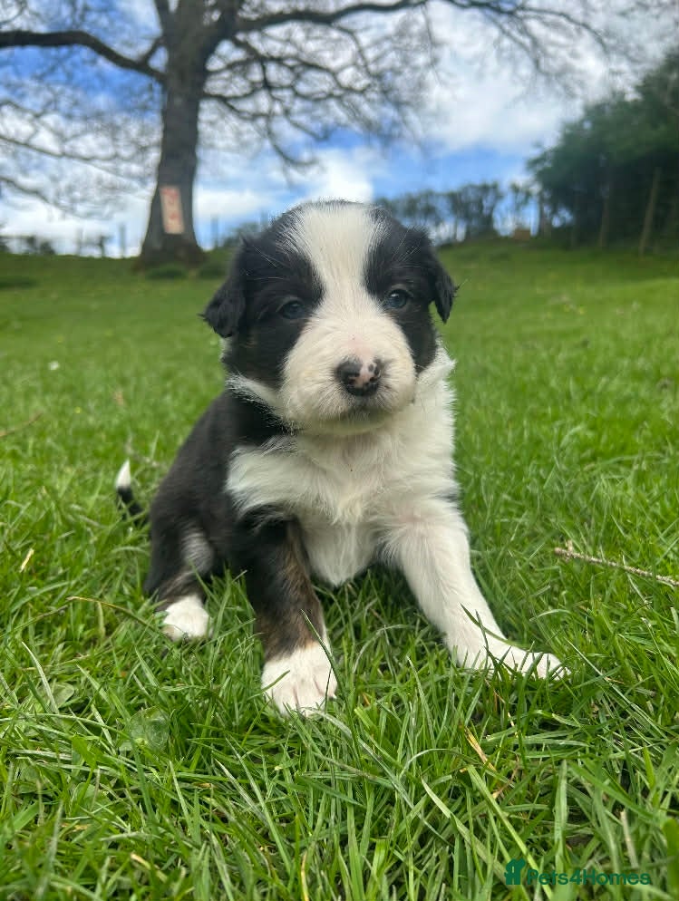 Border Collie dogs Lovely border collie pups for sale  - Advert 1