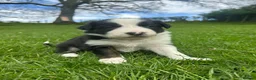 Border Collie dogs for sale: Lovely border collie pups for sale  - Advert 1