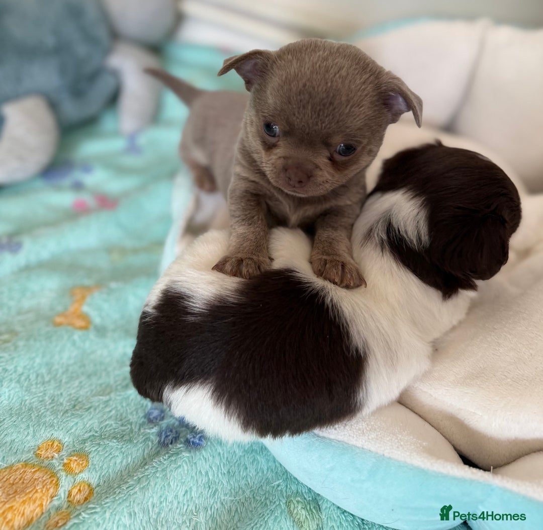 Chihuahua dogs for sale: KC reg Handsome lilac & tan boy 🍎 🐶  - Image 1
