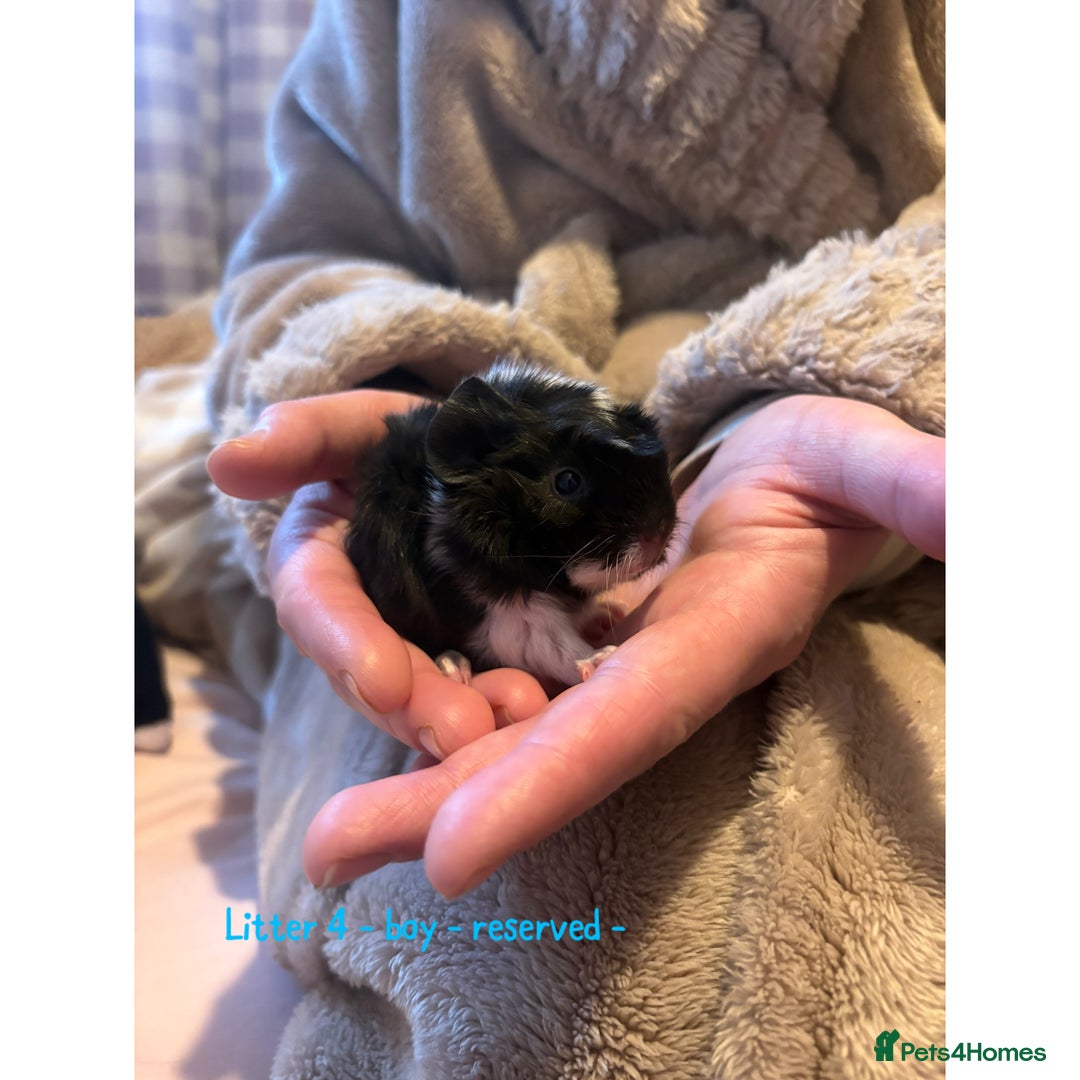Guinea Pig rodents for sale: Beautiful baby guniea pig for sale Girls & Boys - Advert 15