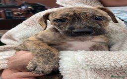 Staffordshire Bull Terrier dogs for sale: Beautiful Staffy pups - Image 14