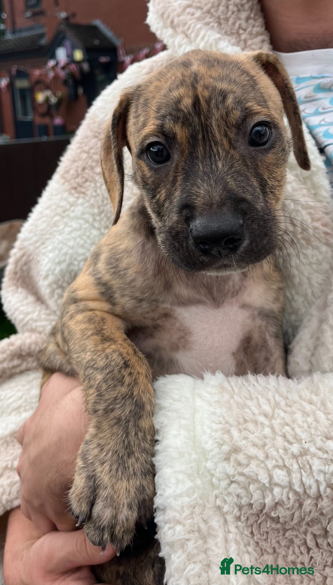 Staffordshire Bull Terrier dogs for sale: Beautiful Staffy pups - Image 14