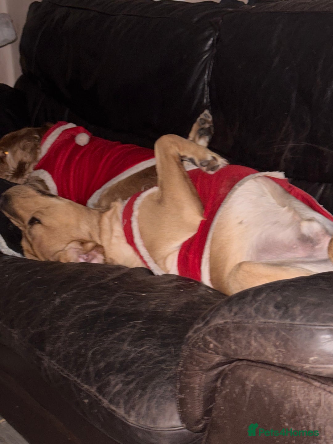 Labrador Retriever dogs for sale: Harvey KC registered  - Advert 12