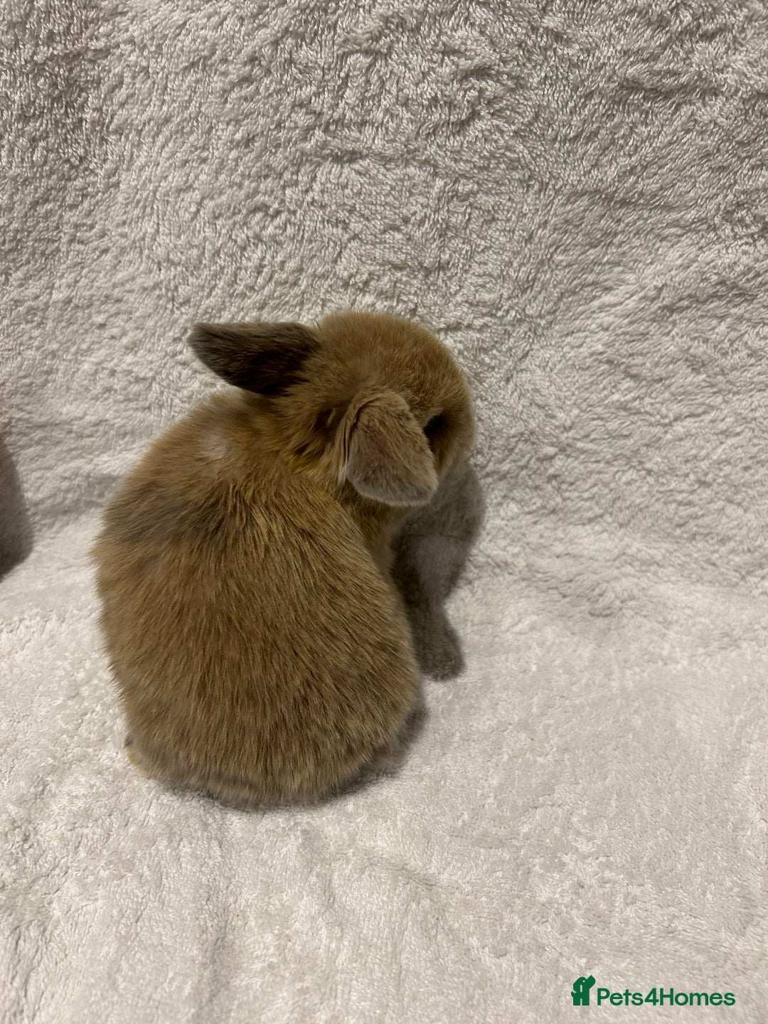 Mini Lop rabbits for sale: Pure Bred Mini Lop Baby Rabbits - Advert 13