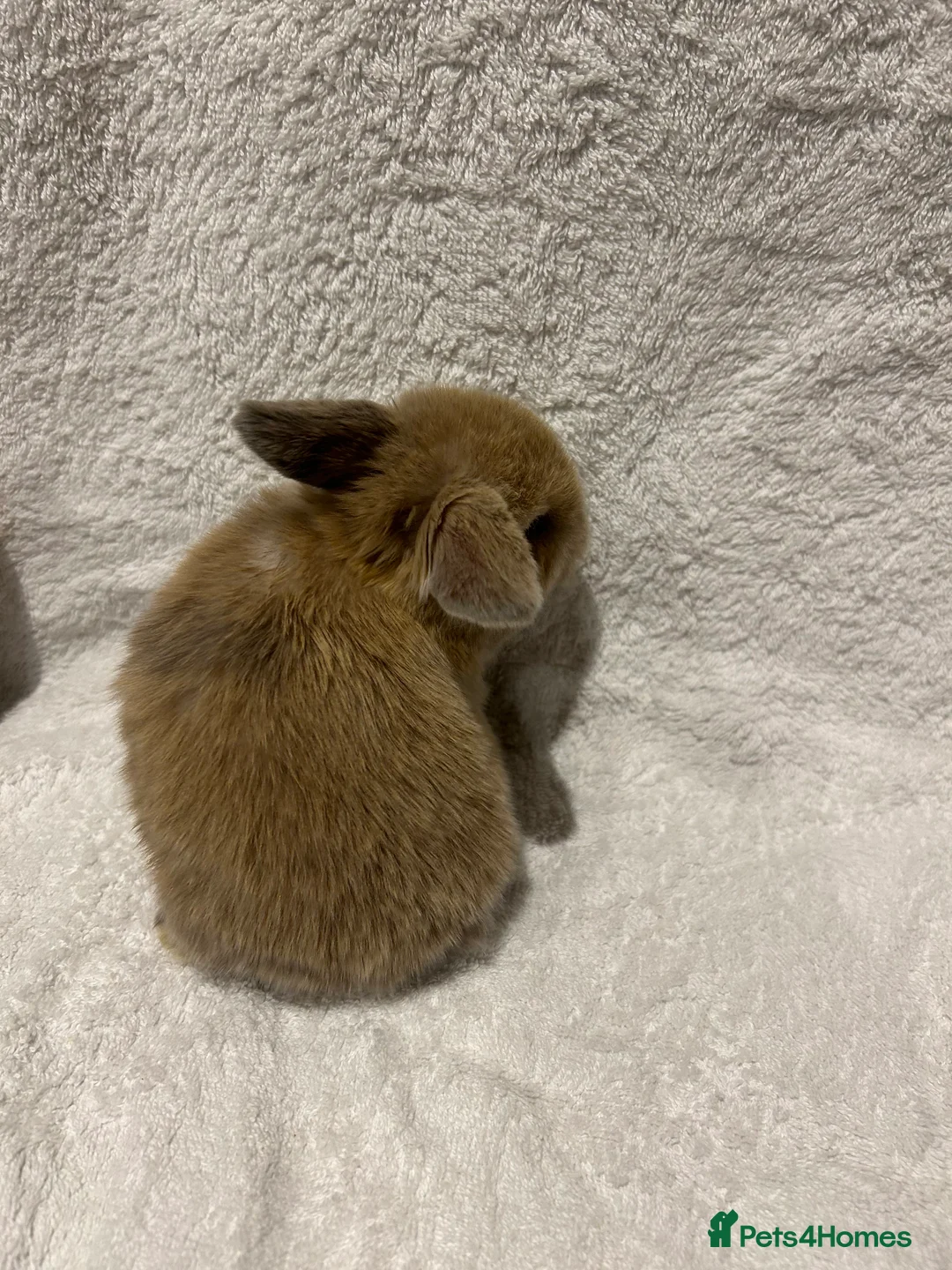 Mini Lop rabbits for sale: Pure Bred Mini Lop Baby Rabbits - Advert 13