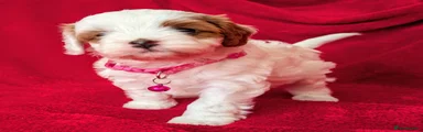 Cavapoo Puppy 5 (Pink collar) : White body with a few red patches