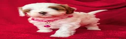 Cavapoo dogs for sale: All puppies reserved. - Advert 38