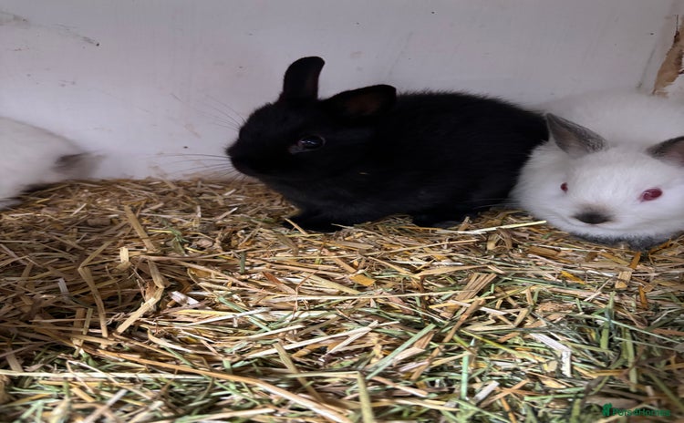 Netherland Dwarf rabbits - Advert 3