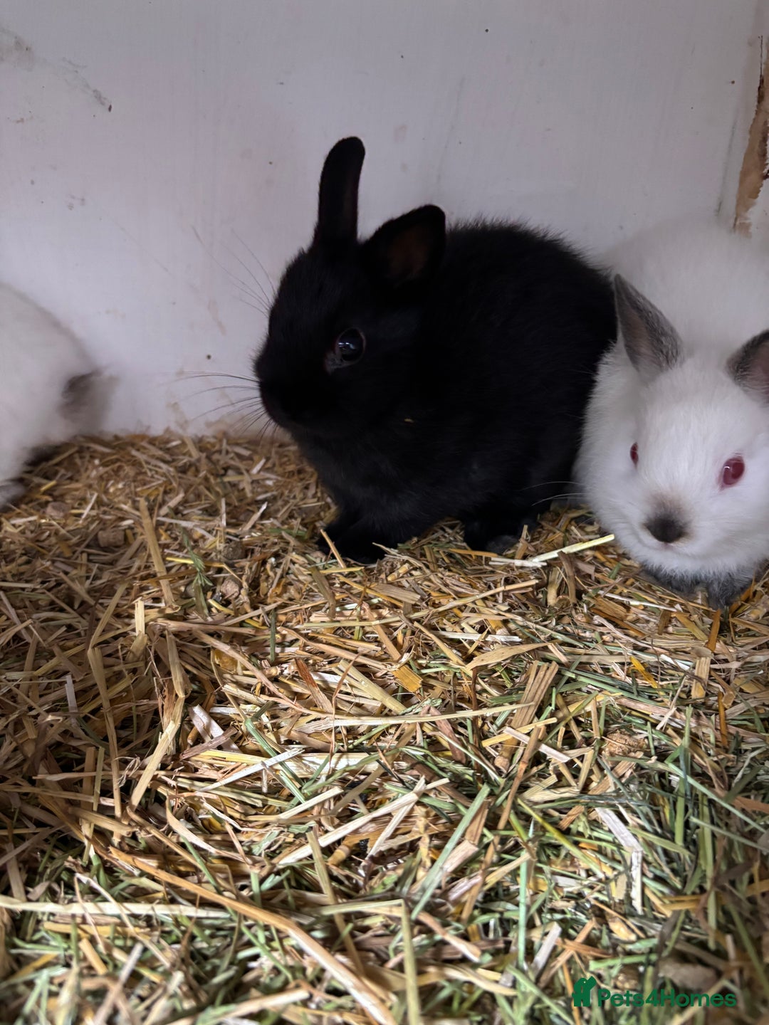 Netherland Dwarf rabbits for sale: Stunning Netherland dwarf baby - Image 1
