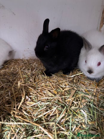 Netherland Dwarf rabbits - Advert 6