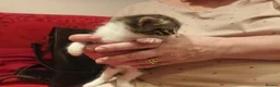 Mixed Breed cats for sale: The Magnificent Seven - Advert 3