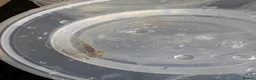 Axolotl reptiles for sale: Baby axolotls  - Advert 4