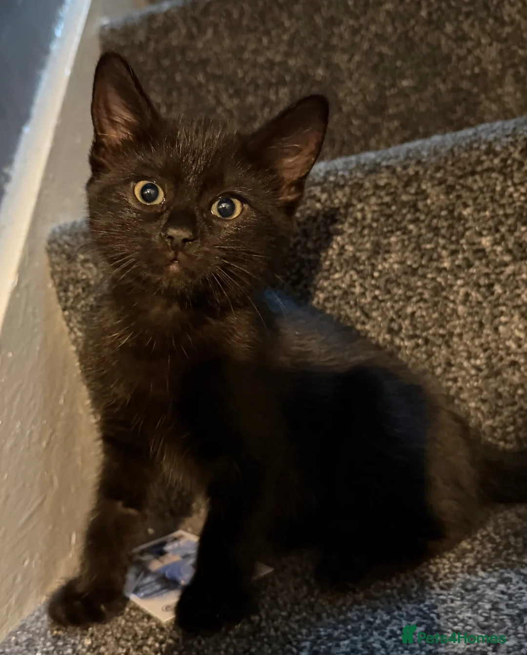 Mixed Breed cats for sale: Black kitten in Dover - Advert 18