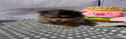 Pomeranian dogs for sale: Champion bloodlines KC registered Pomeranians - Advert 6
