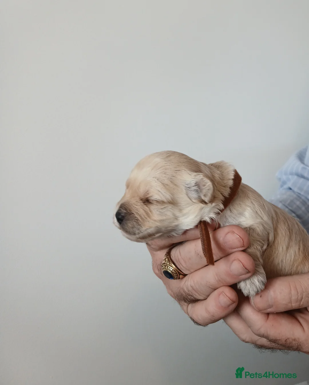 Maltipoo dogs for sale: Maltipoo puppies - Advert 33