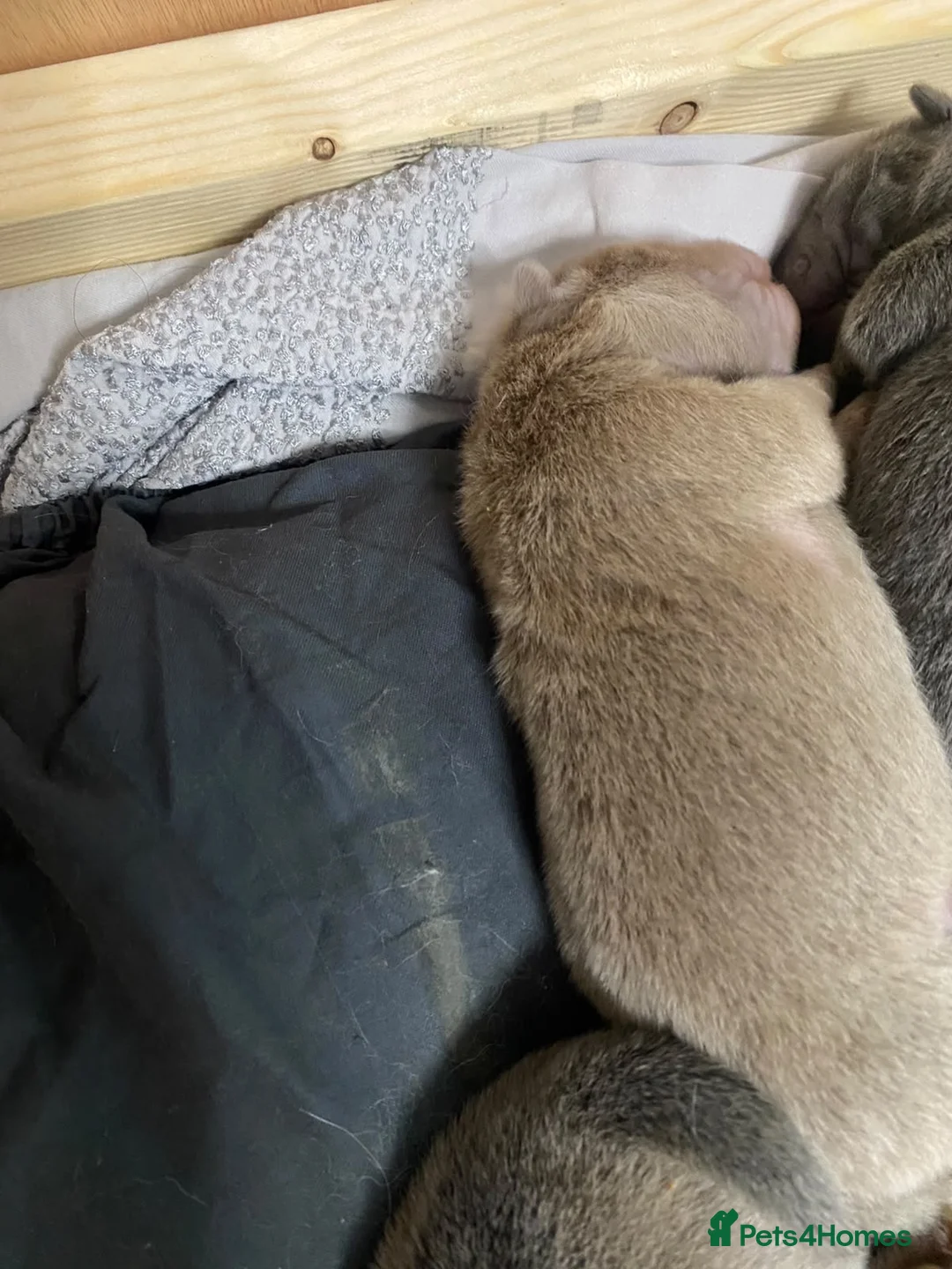 Shar Pei dogs for sale: Bear coat sharpeis - Advert 2