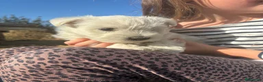 West Highland Terrier 2