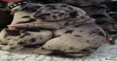 Great Dane dogs - Advert 3