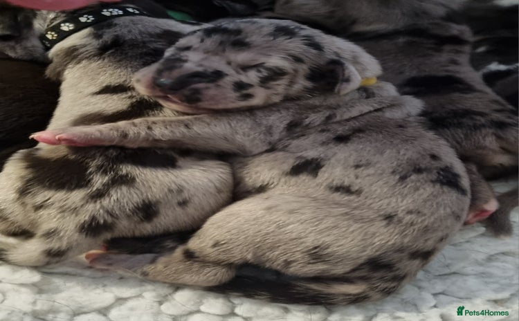 Great Dane dogs - Advert 2