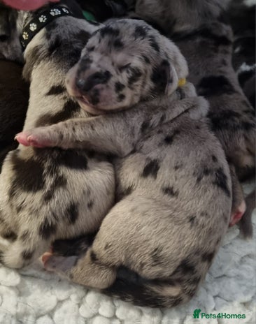 Great Dane dogs - Advert 3