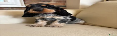 Cocker Spaniel 4