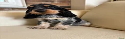 Cocker Spaniel dogs for sale: health tested KC English cocker spaniel  - Advert 7