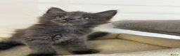 Maine Coon cats for sale:  Exceptional TICA Registered Maine Coon Kittens 🐾 - Advert 28