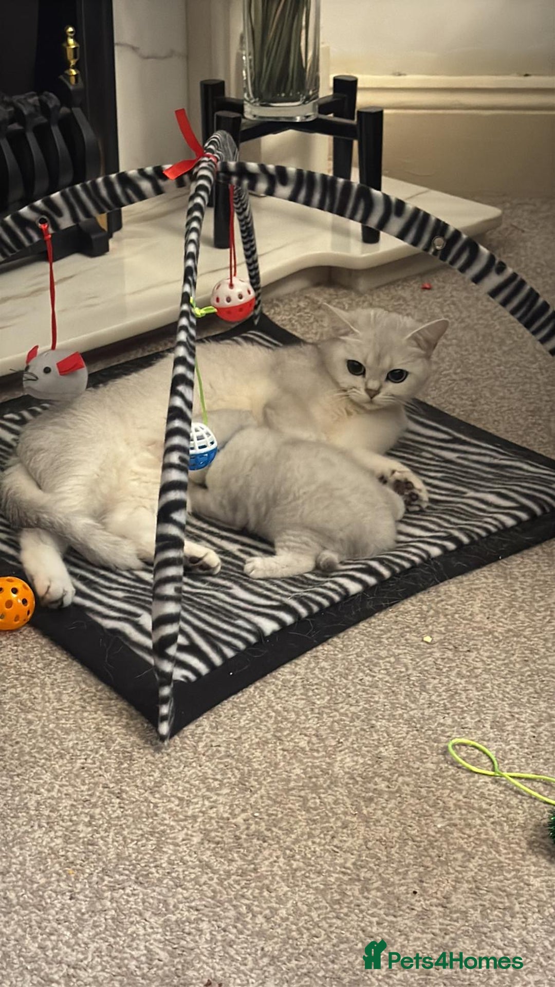 British Shorthair cats for sale: 1 boy 1 girl, ready to leave 11th March - Advert 8
