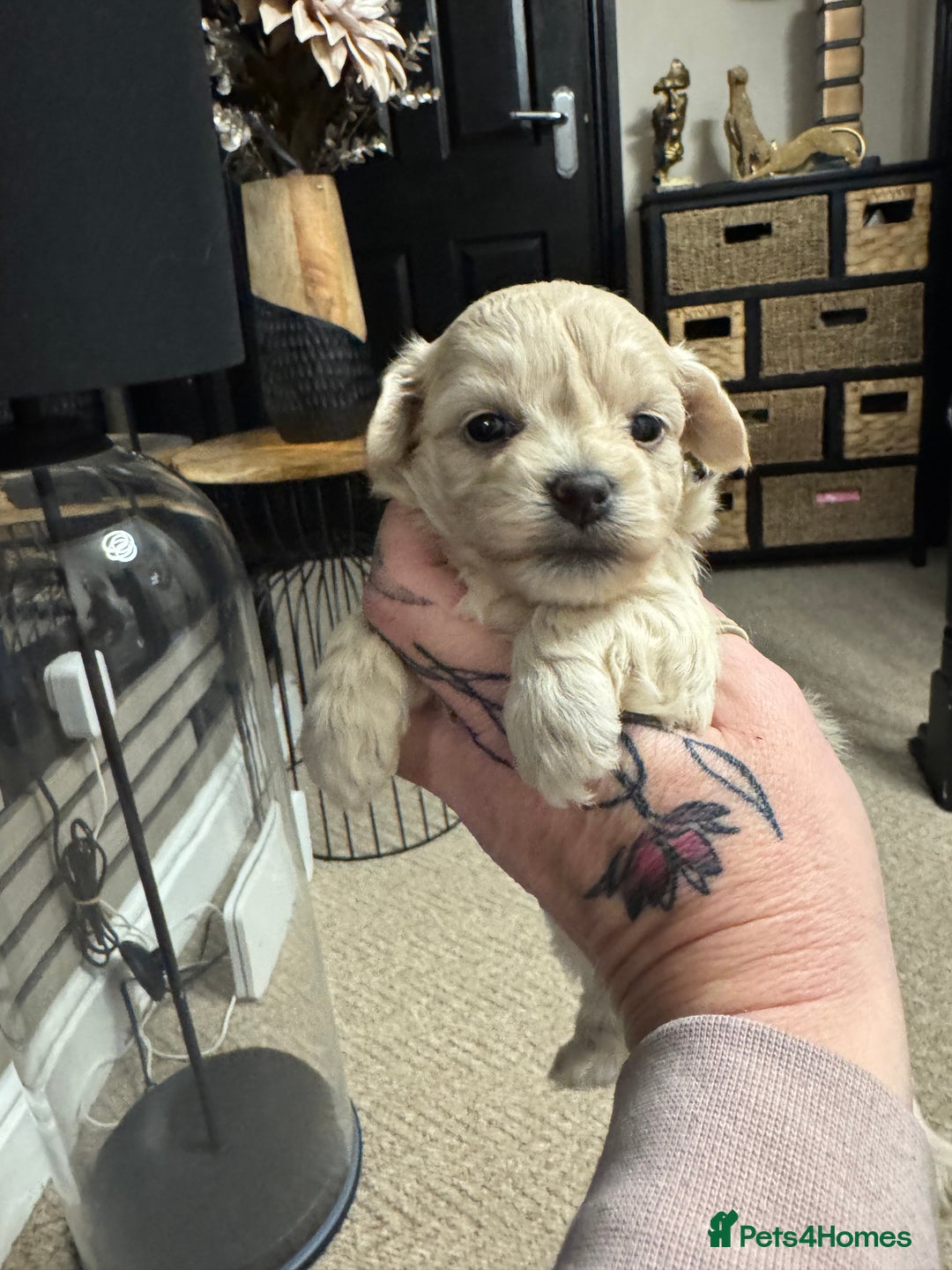 Maltipoo dogs for sale: Teddy bear maltipoo puppies  - Advert 12