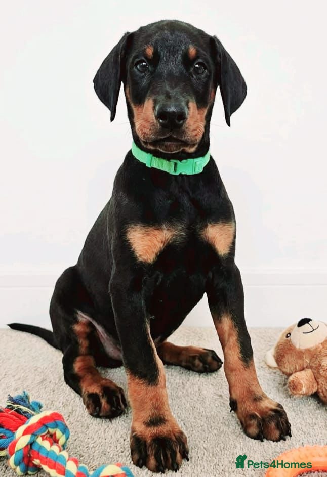 Dobermann dogs RKC Dobermann Puppies  - Advert 2