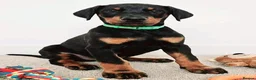 Dobermann dogs for sale: RKC Dobermann Puppies  - Advert 10