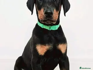 Dobermann dogs RKC Dobermann Puppies - Advert 2