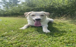 Borador dogs for sale: Bernie - Image 1
