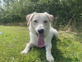 Borador dogs Bernie - Advert 12