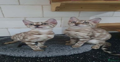 Bengal cats - Advert 2