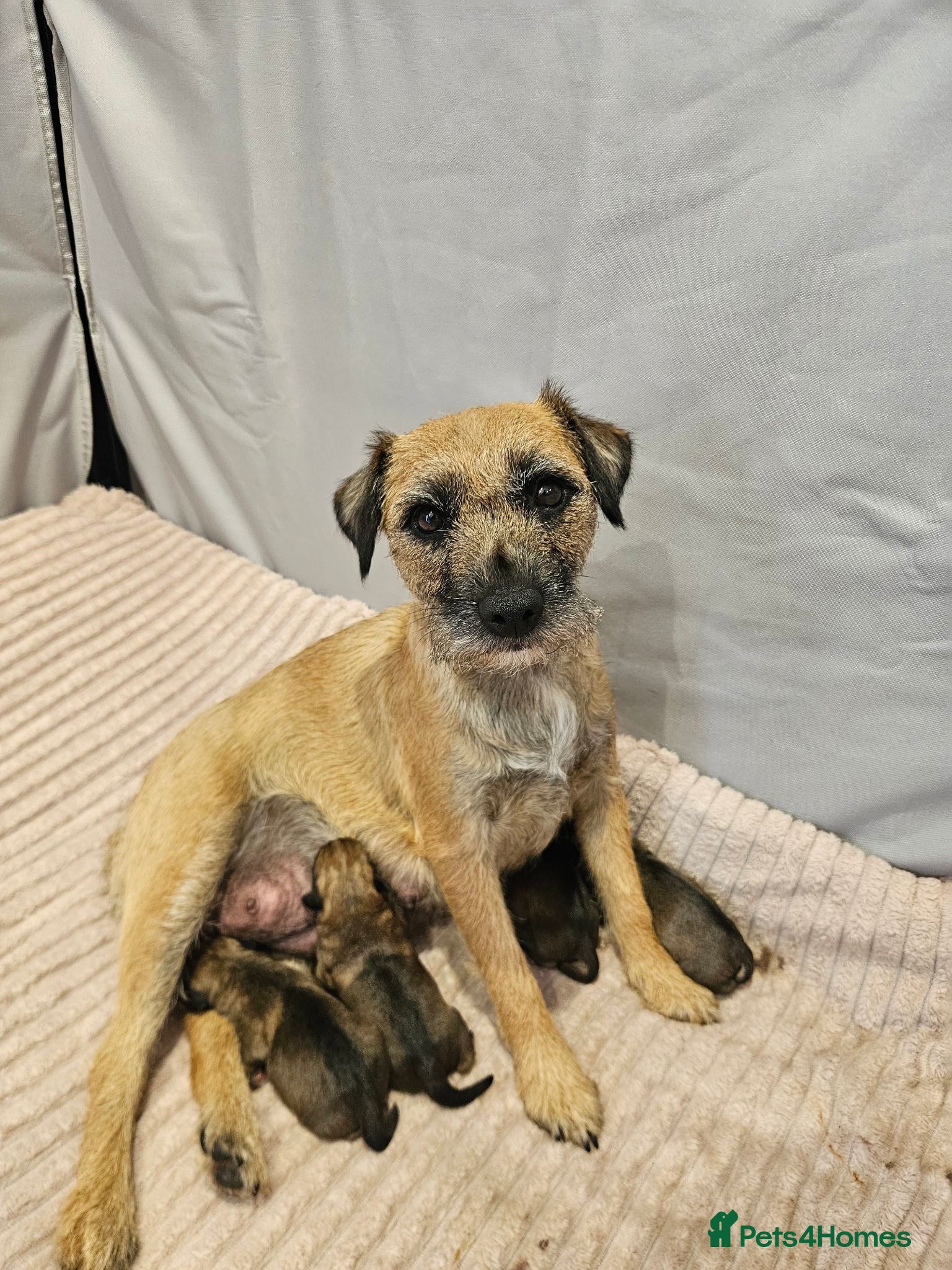 Border Terrier dogs BORDER TERRIER. - Advert 1