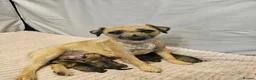 Border Terrier dogs for sale: BORDER TERRIER. - Advert 1