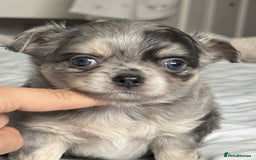 Chihuahua dogs for sale: Longhair chihuahua boys, Longhair Chocolate Girl - Image 3