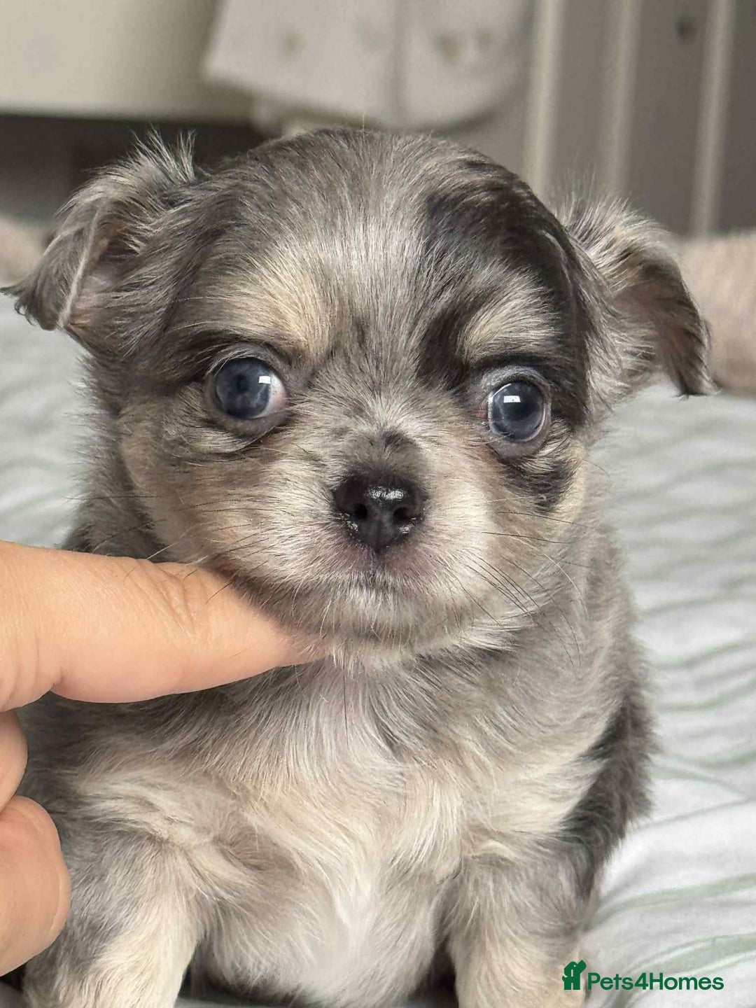 Chihuahua dogs for sale: Longhair chihuahua boys, Longhair Chocolate Girl - Image 3
