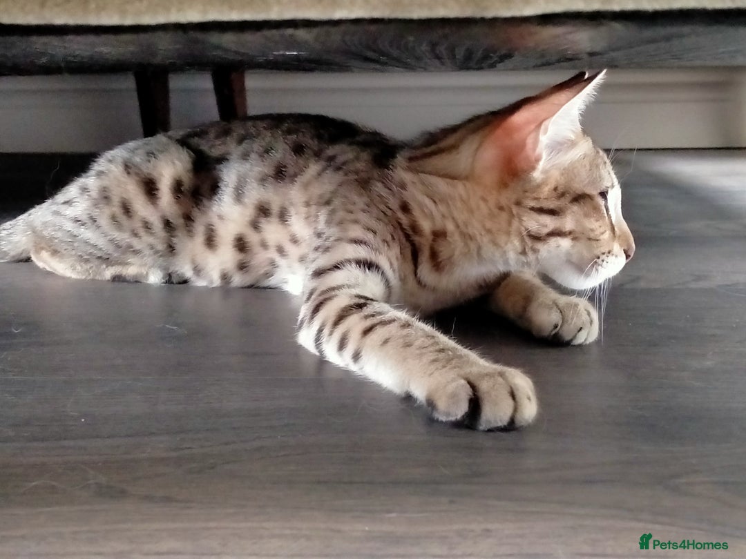 Savannah cats for sale: F3 savannah girls Tica reg + silver boy - Image 19