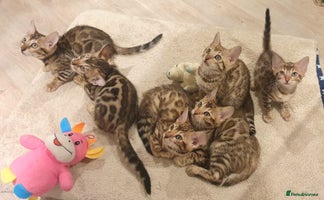 Bengal cats 🔥✨Pedigree TICA-Registered Bengals - Advert 5