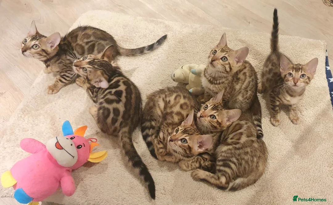 Bengal cats for sale: 🔥✨Pedigree TICA-Registered Bengals - Advert 3