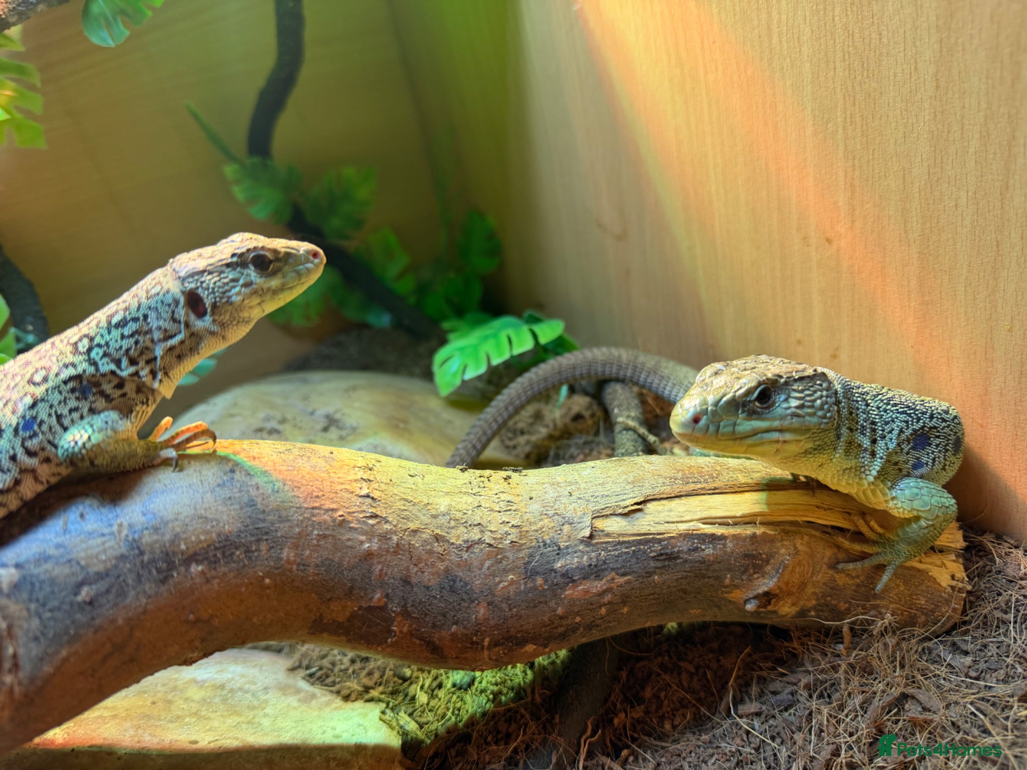 Lizard reptiles for sale: Male and female breeding pair European eyed lizard in Bradford - Advert 5
