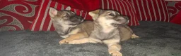Mixed Breed dogs for sale: Siberian husky + Rus A Pei - Advert 4