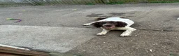 English Springer Spaniel dogs for sale: Oscar Springer spaniel looking for beautiful home - Advert 5