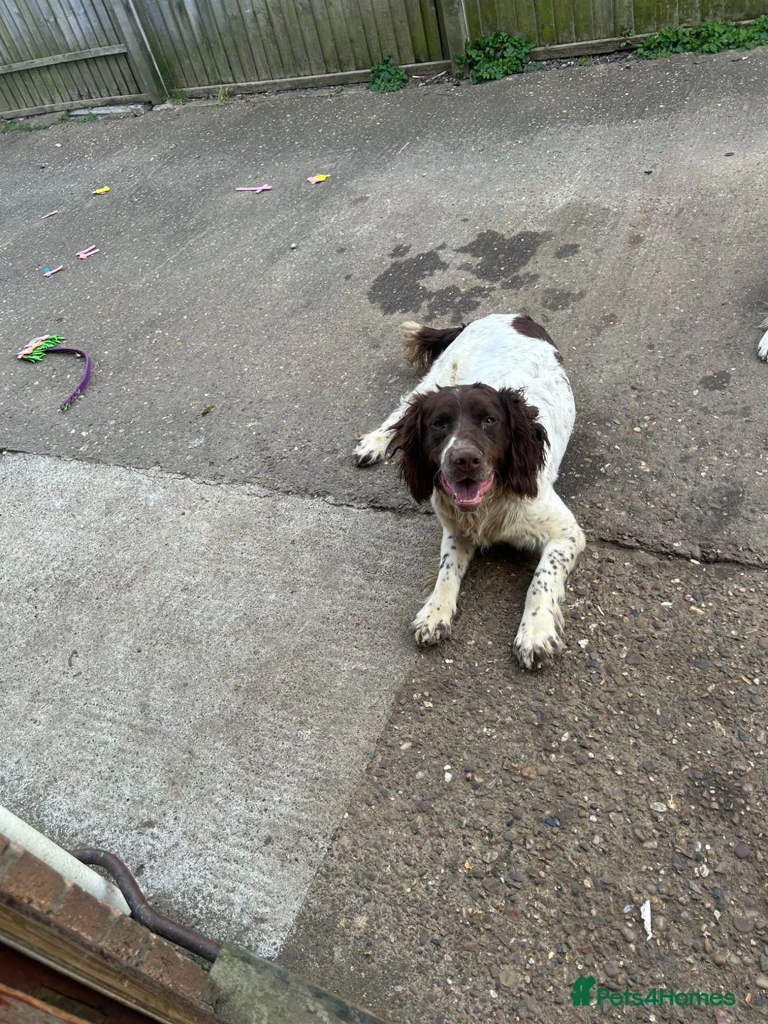 English Springer Spaniel dogs for sale: Oscar Springer spaniel looking for beautiful home - Advert 5