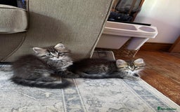 Maine Coon cats for sale:      💖LAST BEAUTIFUL BABY GIRL💖  - Image 12