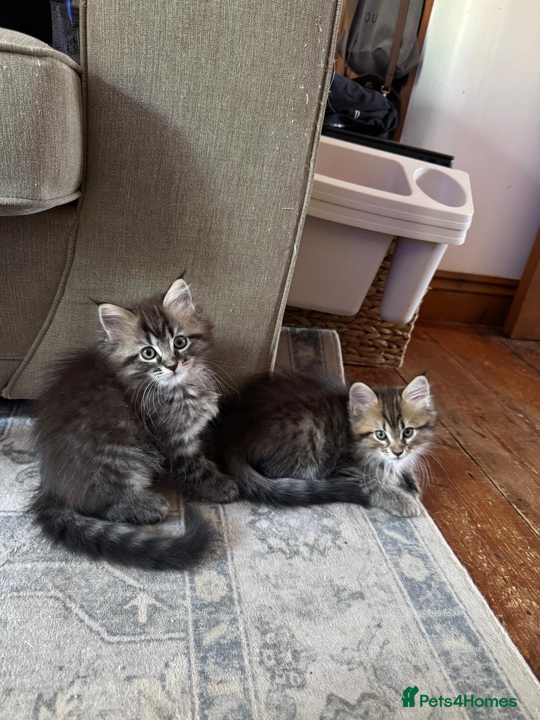 Maine Coon cats for sale:      💖LAST BEAUTIFUL BABY GIRL💖  - Image 12
